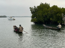 gambia-austern-01
