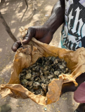 06 gambia-austern-auf-pappe