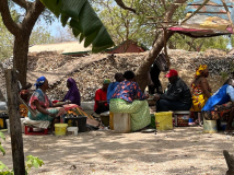 00 gambia-austern-ausloesen