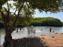 03 gambia-austern-ramadan-01