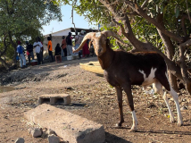 04 gambia-austern-ramadan-02