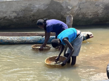 02 gambia-austern-waschen-02