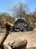 01 gambia-austern-02