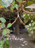 03 gambia-cashew-bei-eva-01