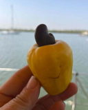 12 gambia-cashew-gri0