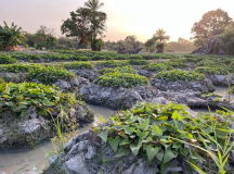 04 gambia-landwirtschaft-ss1