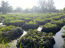 05 gambia-landwirtschaft