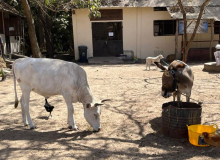 17 gambia-horse-donkey-02