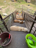 16 gambia-horsedonkey-hunde