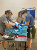 09  gambia-vet-work-horsedonkey-01