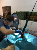11 gambia-vet-work-horsedonkey-02
