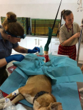 10 gambia-vet-work-horsedonkey-03