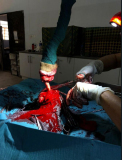 12 gambia-vet-work-horsedonkey-05