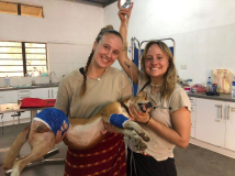 13 gambia-vet-work-horsedonkey-06