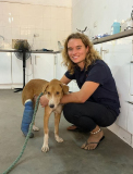 03 gambia-vet-work-horsedonkey-08