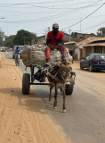 00 gambia-eselgespann