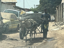 gambia-nach-lamin-esel