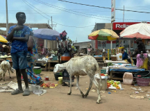 02 gambia-schaf-auf-dem-markt