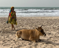 09 gambia-am-strand-mit-kuh