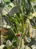 03 gambia-im-hof-von-maymuna-banane