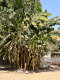 02 gambia-im-hof-von-maymuna