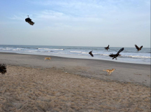 01 gambia-strand-hunde-und-geier