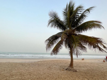 03 gambia-strand-kokospalme
