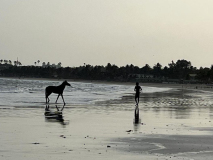 02 gambia-strand-pferd