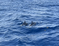 atlantic-crossing-delfine-02