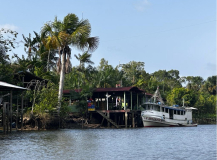 brasilien-amazon-japiim-grande-palmherzfabrik