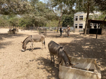 04 donkeys-und-gebaeude