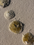 05 alencois-muscheln-02