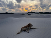 01 lencois-duenen-mit-hund-02