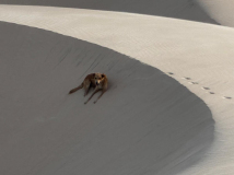 08 lencois-duenen-mit-hund-05