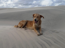 10 lencois-duenen-mit-hund-06