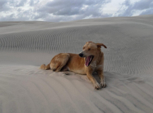 12 lencois-duenen-mit-hund-08