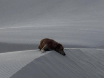 09 lencois-duenen-mit-hund-95