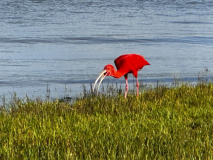 alencois-roter-ibis-01