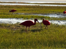 alencois-roter-ibis02