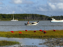 alencois-roter-ibis03