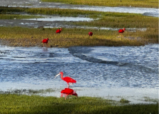 alencois-roter-ibis04