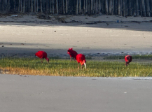 alencois-roter-ibis06