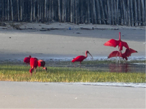 alencois-roter-ibis07