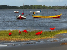 brasilien-lencois-red-ibis
