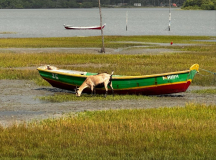 brasilien-lencois-ziege