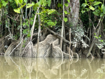 brasilien-amazonas-kanu-natur-pur-03