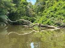 brasilien-amazonas-kanu-natur-pur-05