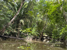 brasilien-amazonas-kanu-natur-pur-06