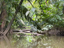 brasilien-amazonas-kanu-natur-pur-08