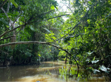 brasilien-amazonas-kanu-01